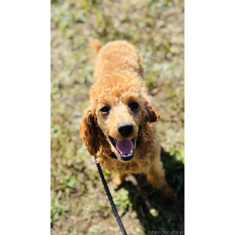 販売中の神奈川県のトイプードル-390479