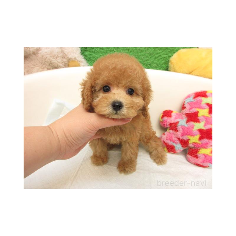 販売中の大阪府のトイプードル-424162の2枚目