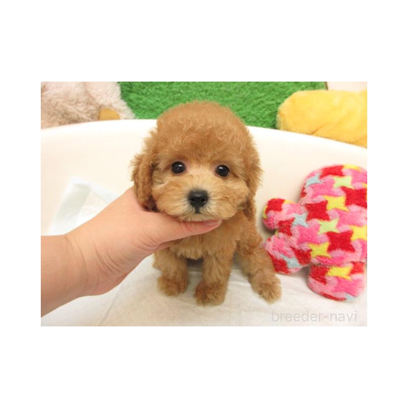 販売中の大阪府のトイプードル-424162