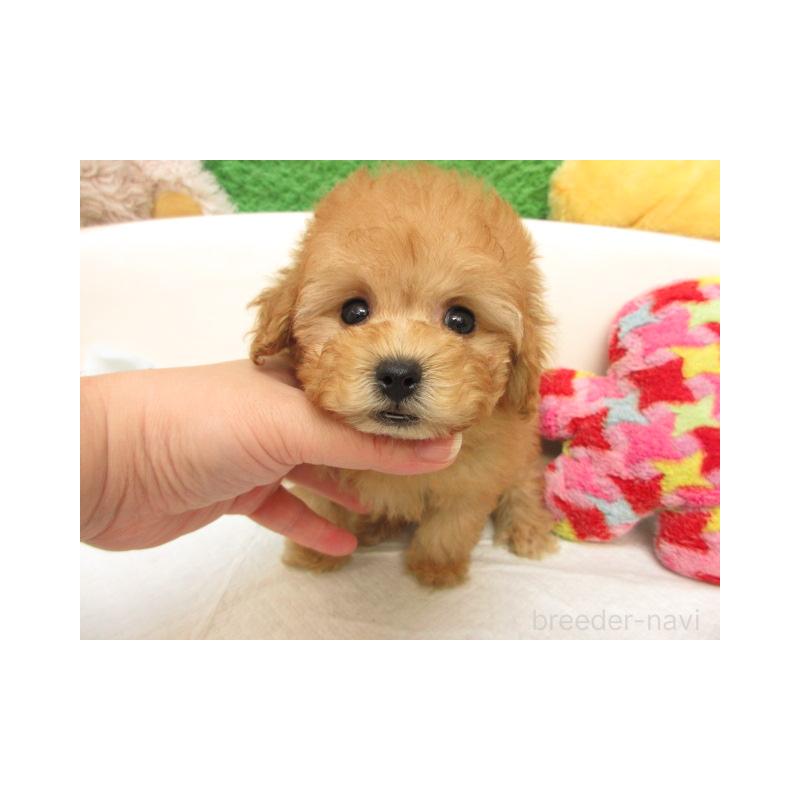 販売中の大阪府のトイプードル-424167