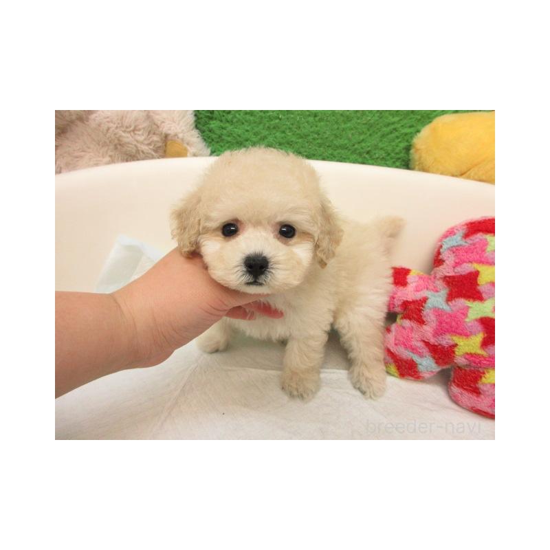 販売中の大阪府のトイプードル-424168の2枚目