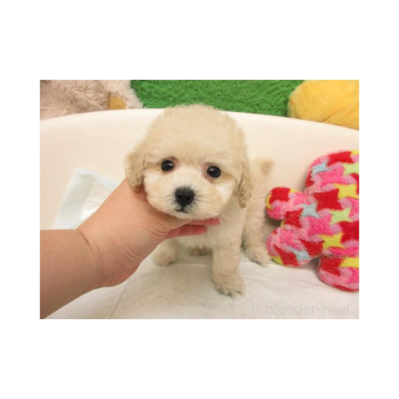 販売中の大阪府のトイプードル-424168