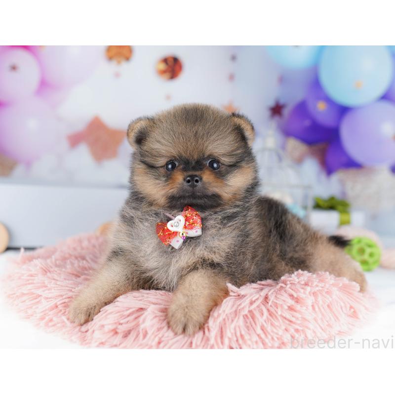 販売中の東京都のポメラニアン-424928