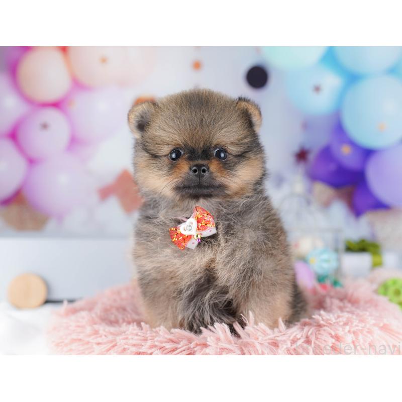 販売中の東京都のポメラニアン-424928の7枚目