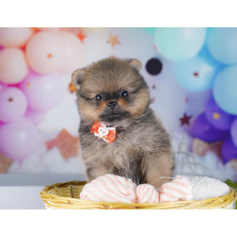 販売中の東京都のポメラニアン-424928の6枚目