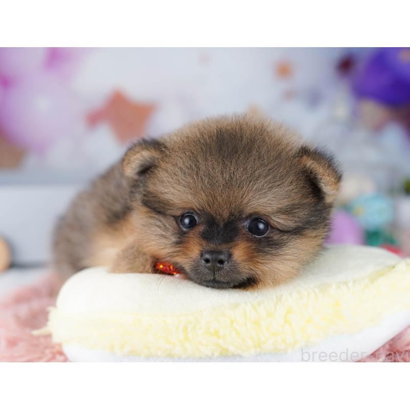 販売中の東京都のポメラニアン-424928の5枚目