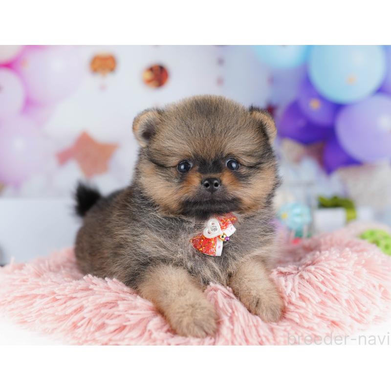 販売中の東京都のポメラニアン-424928の4枚目
