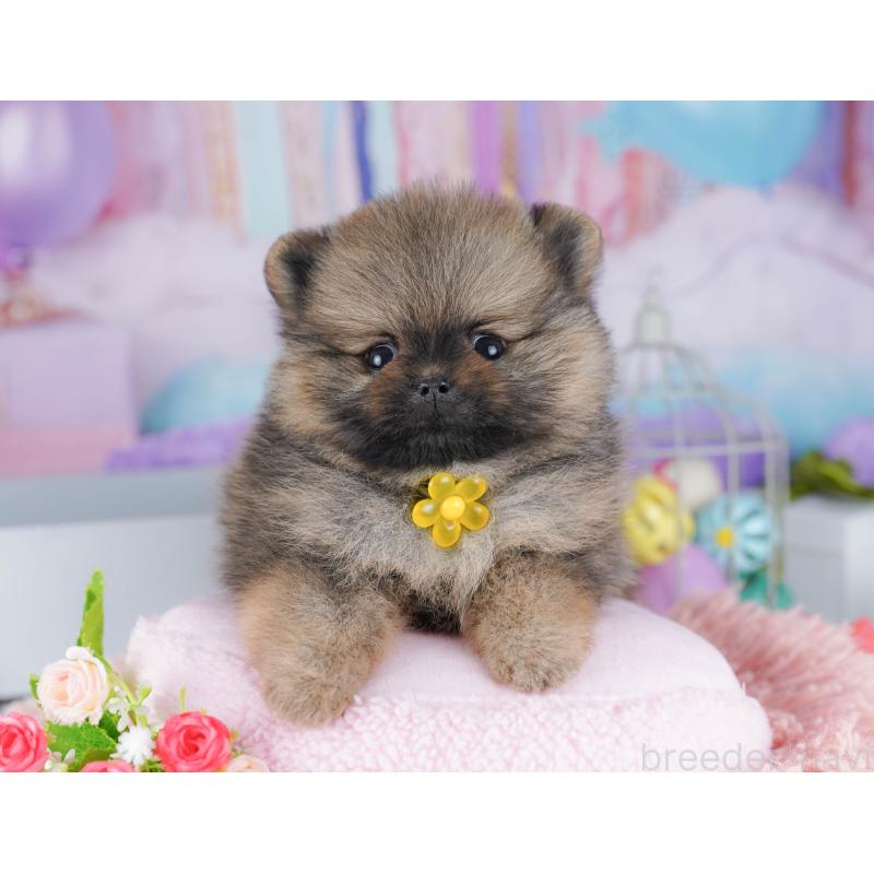 販売中の東京都のポメラニアン-425187の10枚目