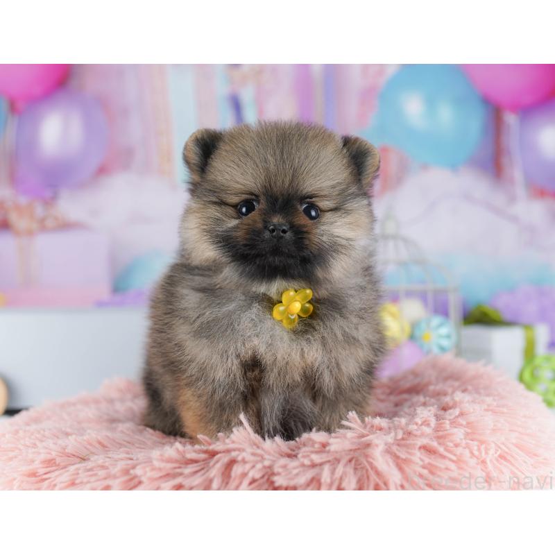 販売中の東京都のポメラニアン-425187の9枚目