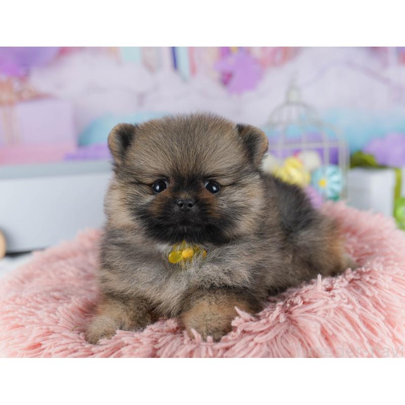 販売中の東京都のポメラニアン-425187の8枚目