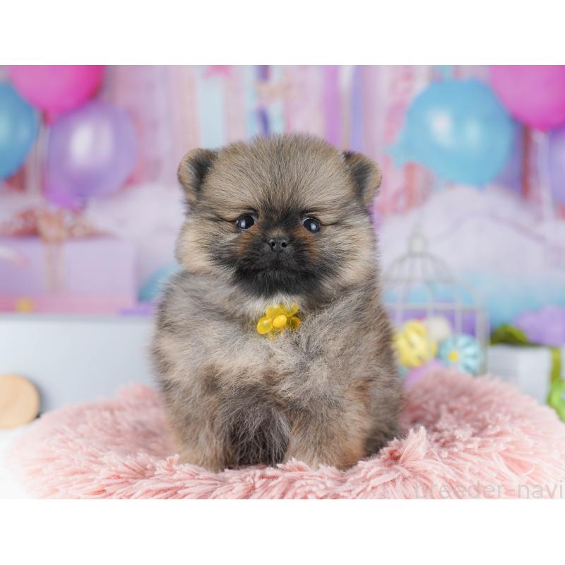 販売中の東京都のポメラニアン-425187の7枚目