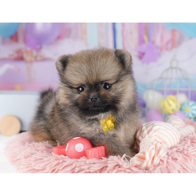 販売中の東京都のポメラニアン-425187の6枚目