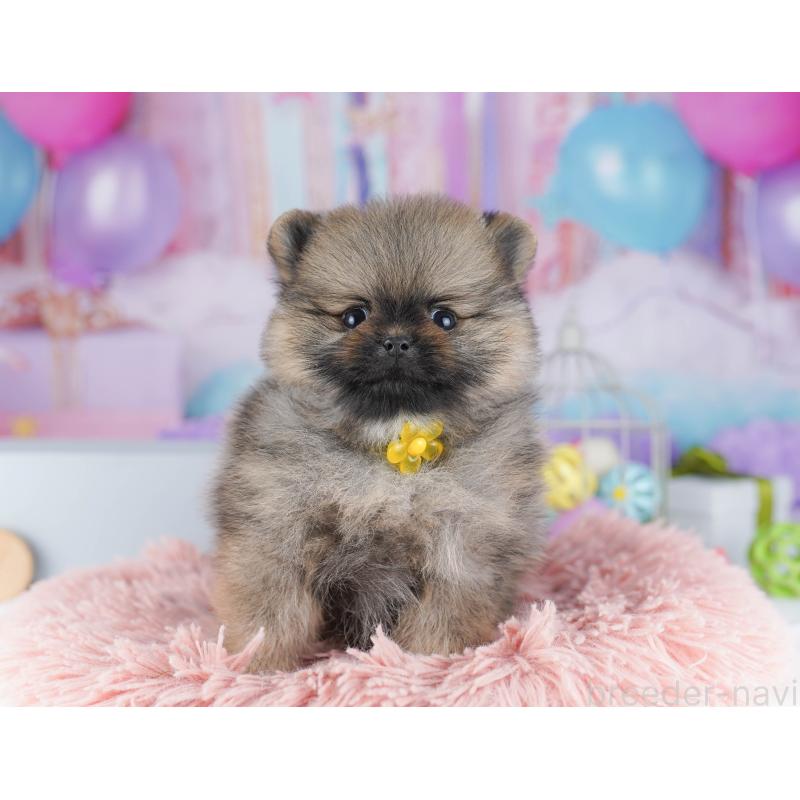 販売中の東京都のポメラニアン-425187の5枚目