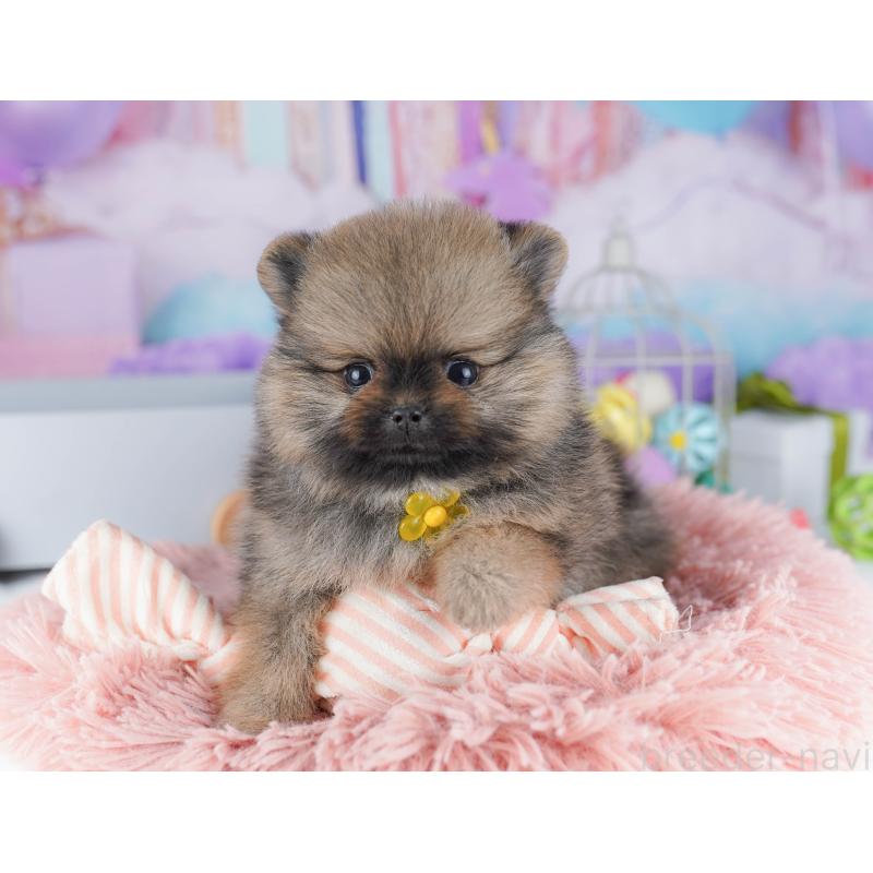 販売中の東京都のポメラニアン-425187の4枚目