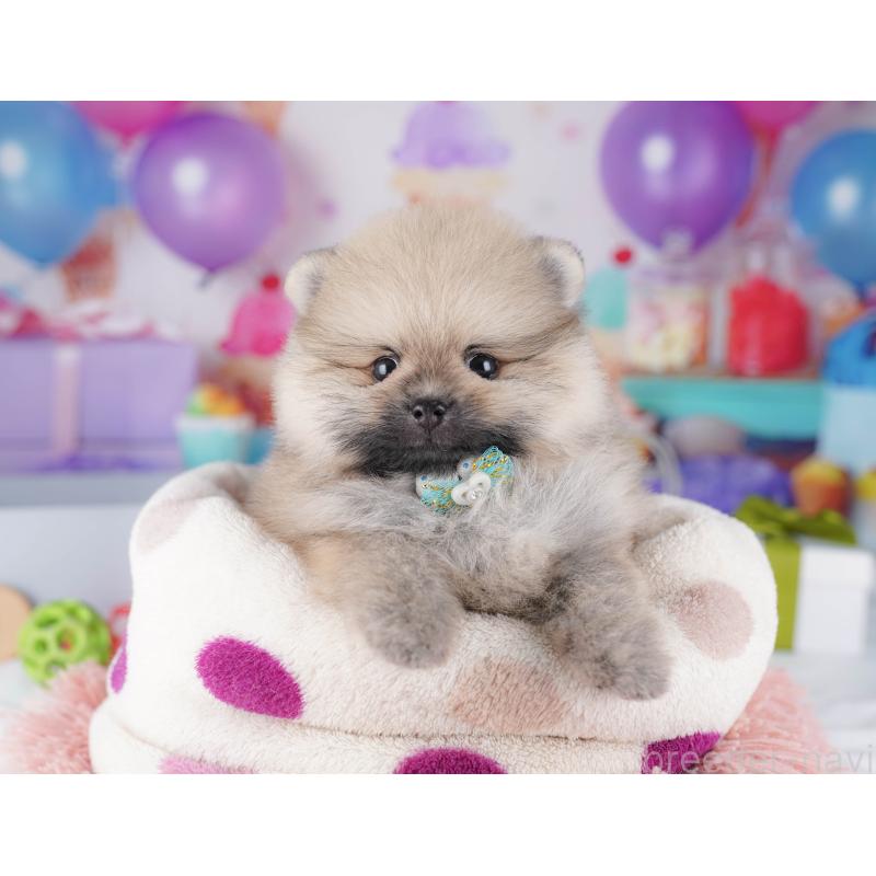 販売中の東京都のポメラニアン-425186の9枚目