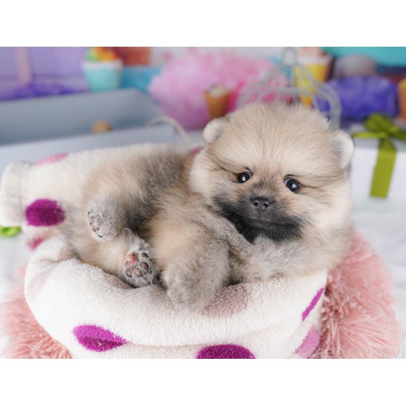 販売中の東京都のポメラニアン-425186の8枚目