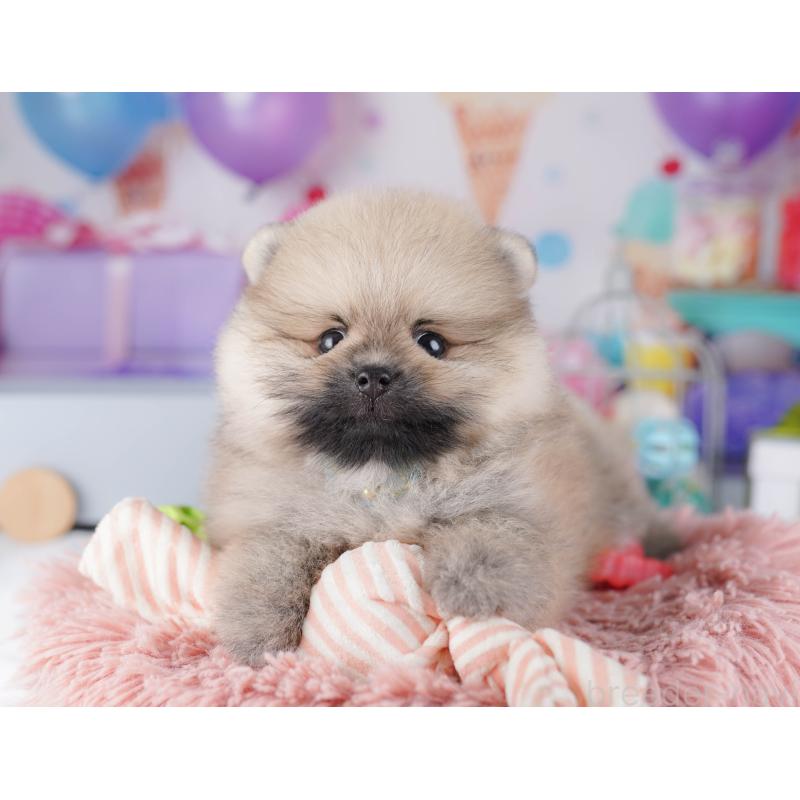 販売中の東京都のポメラニアン-425186の7枚目