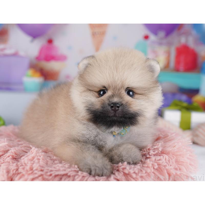販売中の東京都のポメラニアン-425186の6枚目