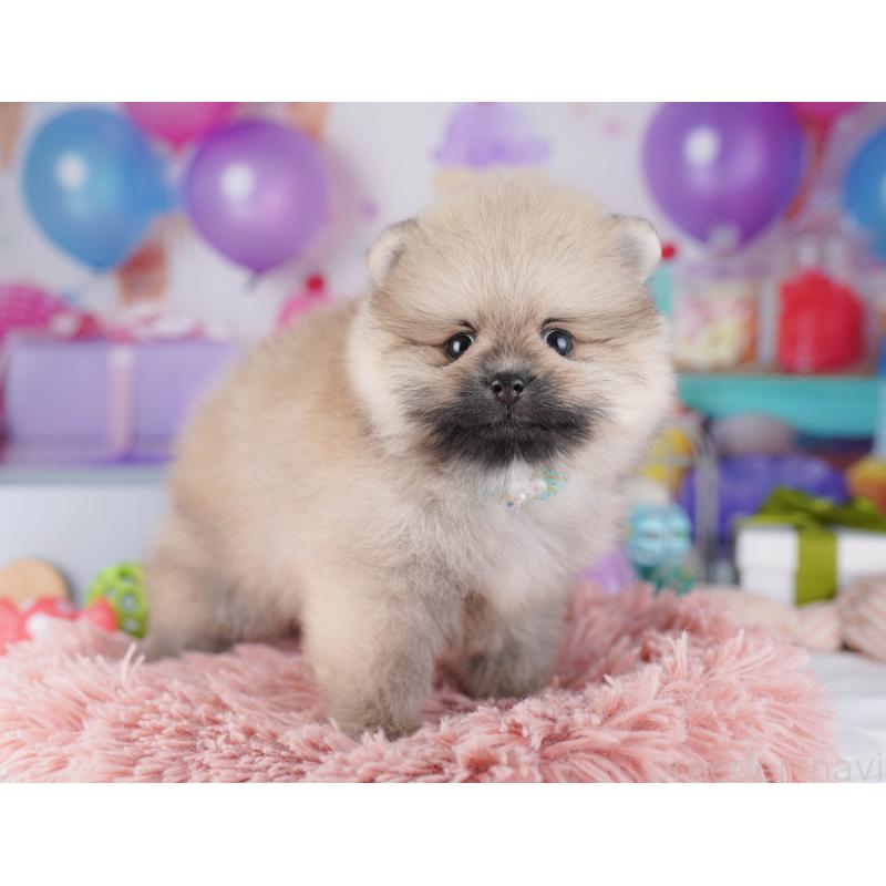 販売中の東京都のポメラニアン-425186の5枚目