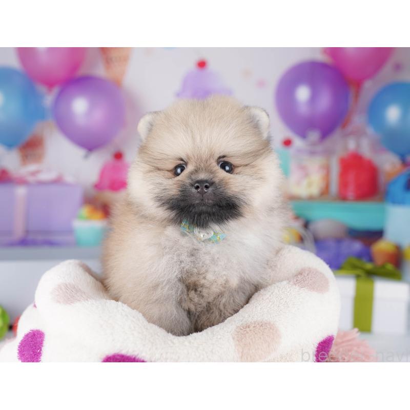 販売中の東京都のポメラニアン-425186の4枚目