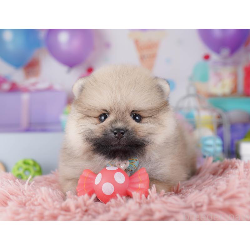 販売中の東京都のポメラニアン-425186の3枚目