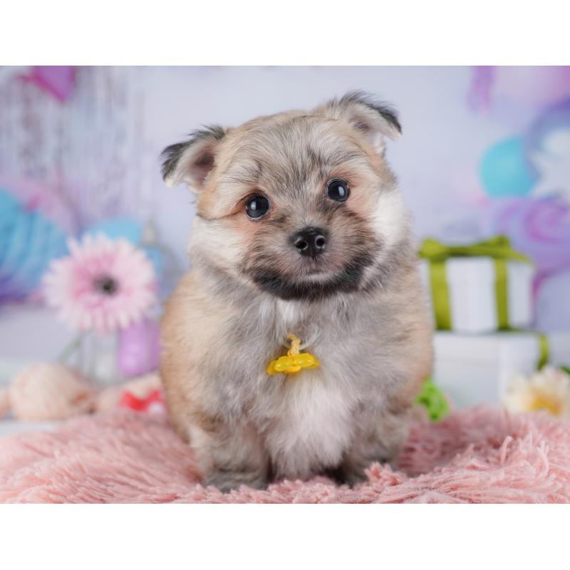 販売中の東京都のポメマル:ポメラニアン×マルチーズ-425188の9枚目