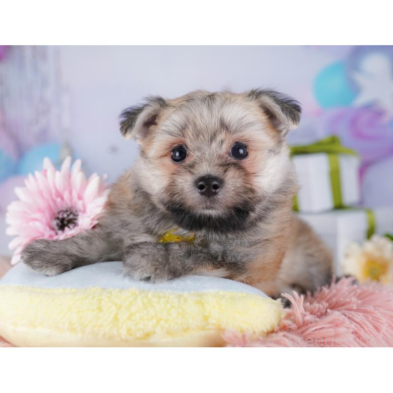 販売中の東京都のポメマル:ポメラニアン×マルチーズ-425188の8枚目