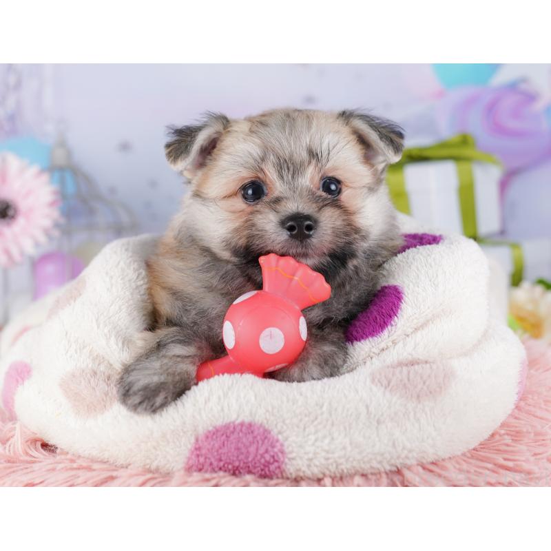 販売中の東京都のポメマル:ポメラニアン×マルチーズ-425188の7枚目