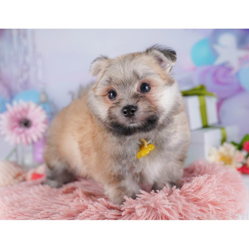 販売中の東京都のポメマル:ポメラニアン×マルチーズ-425188の5枚目