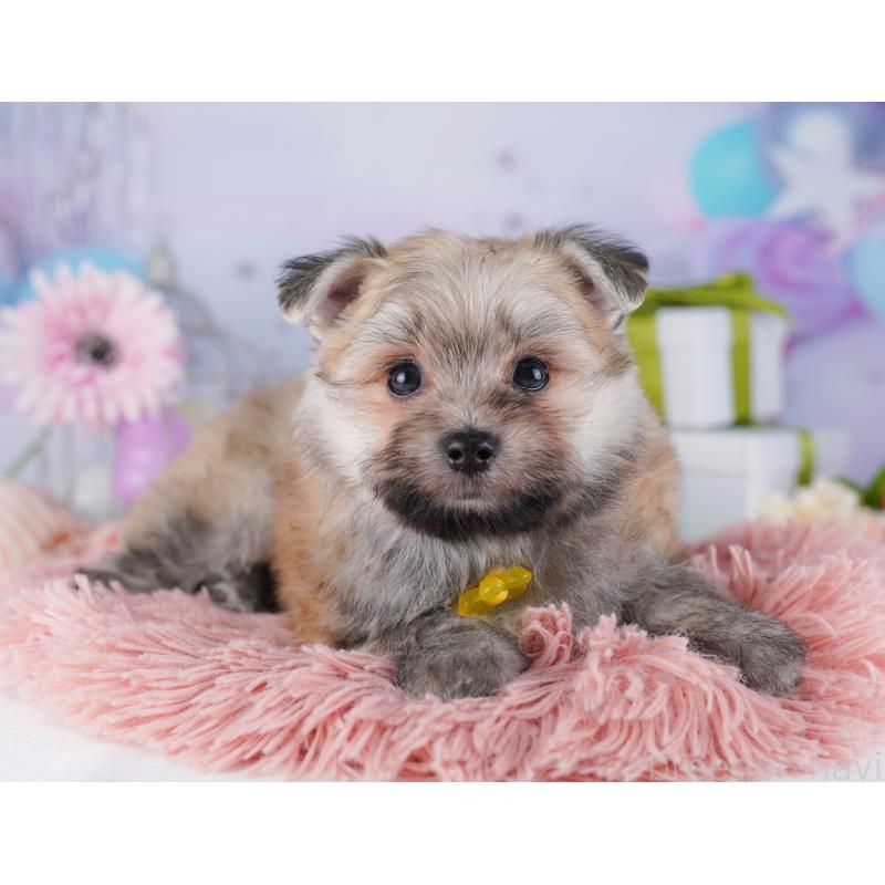 販売中の東京都のポメマル:ポメラニアン×マルチーズ-425188の4枚目