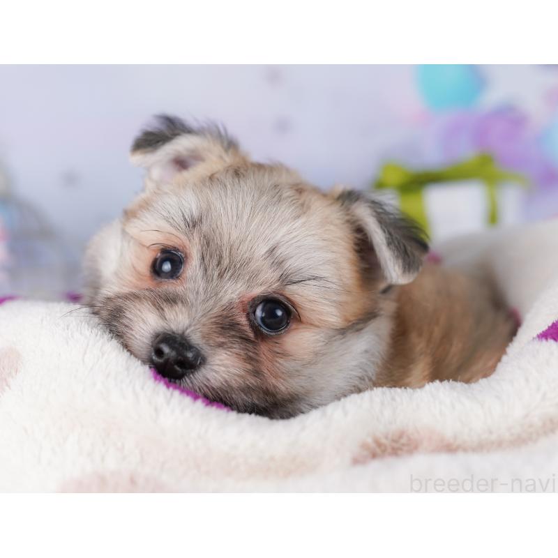 販売中の東京都のポメマル:ポメラニアン×マルチーズ-425188の3枚目