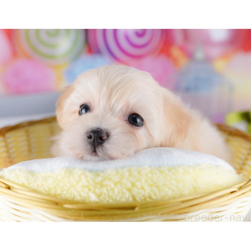 販売中の東京都のマルプー:マルチーズ×トイプードル-424926の9枚目