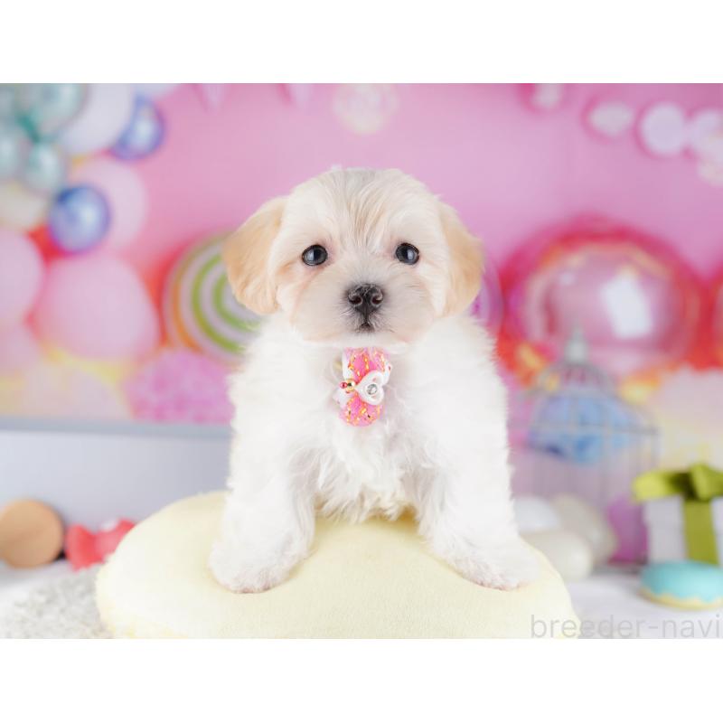 販売中の東京都のマルプー:マルチーズ×トイプードル-424926の8枚目