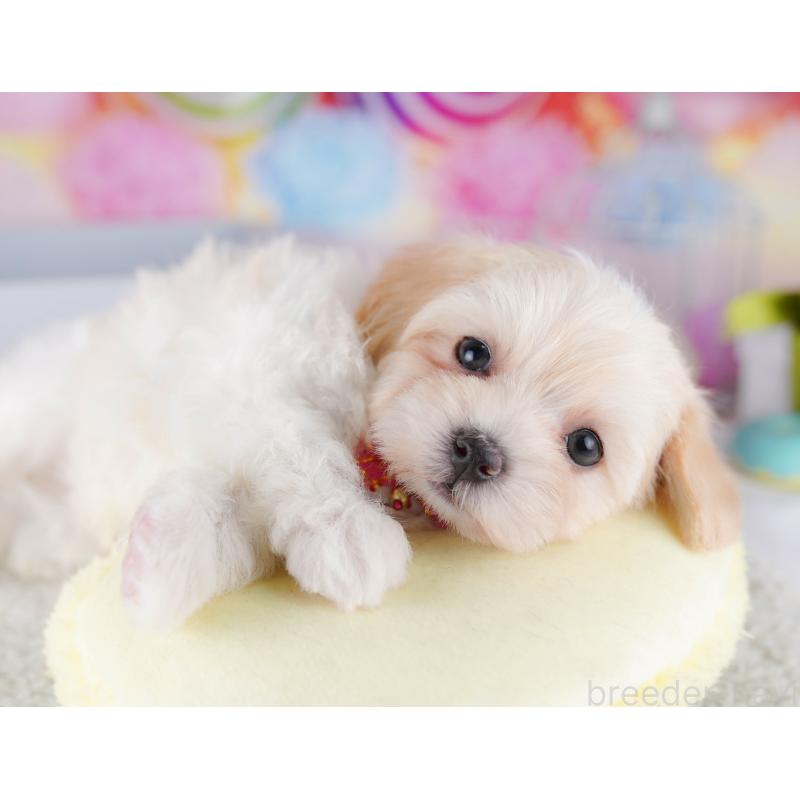 販売中の東京都のマルプー:マルチーズ×トイプードル-424926の7枚目