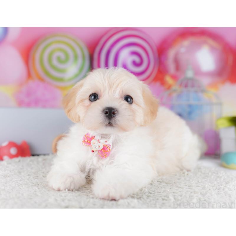 販売中の東京都のマルプー:マルチーズ×トイプードル-424926の6枚目