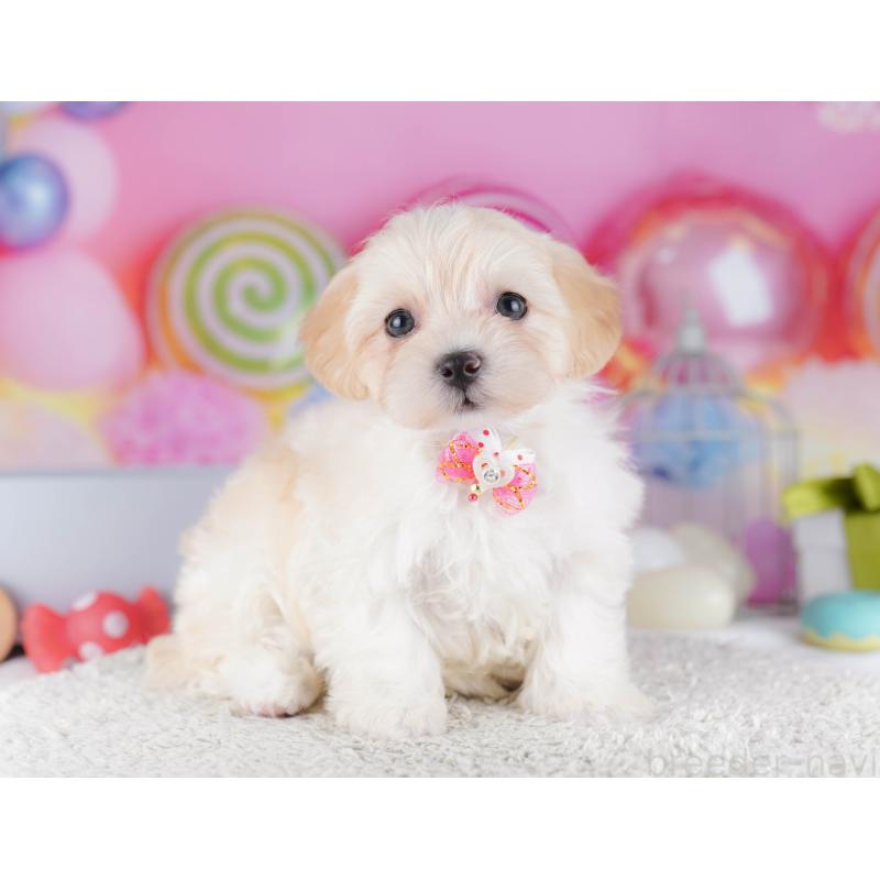 販売中の東京都のマルプー:マルチーズ×トイプードル-424926の5枚目