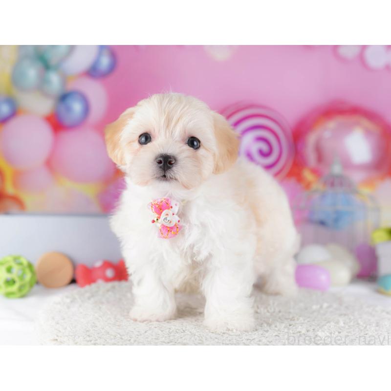 販売中の東京都のマルプー:マルチーズ×トイプードル-424926の4枚目