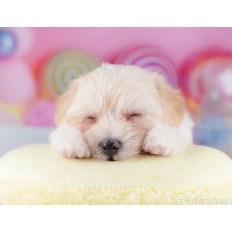 販売中の東京都のマルプー:マルチーズ×トイプードル-424926の3枚目