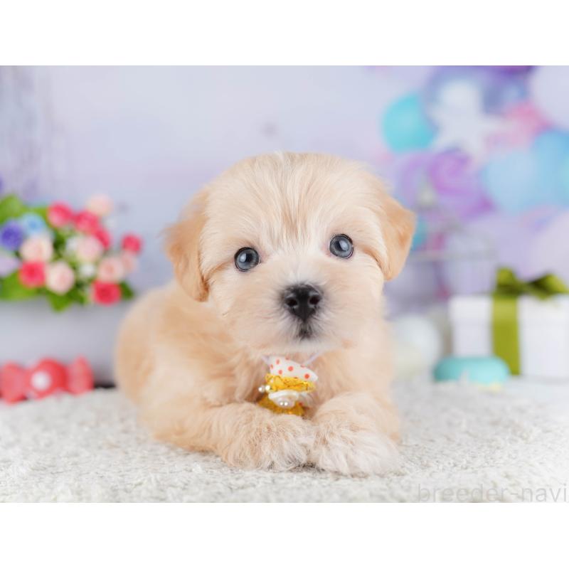 販売中の東京都のマルプー:マルチーズ×トイプードル-424925の9枚目