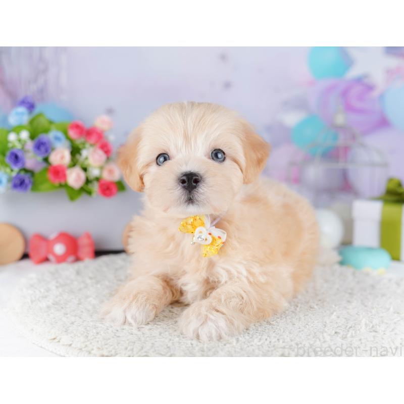 販売中の東京都のマルプー:マルチーズ×トイプードル-424925の8枚目