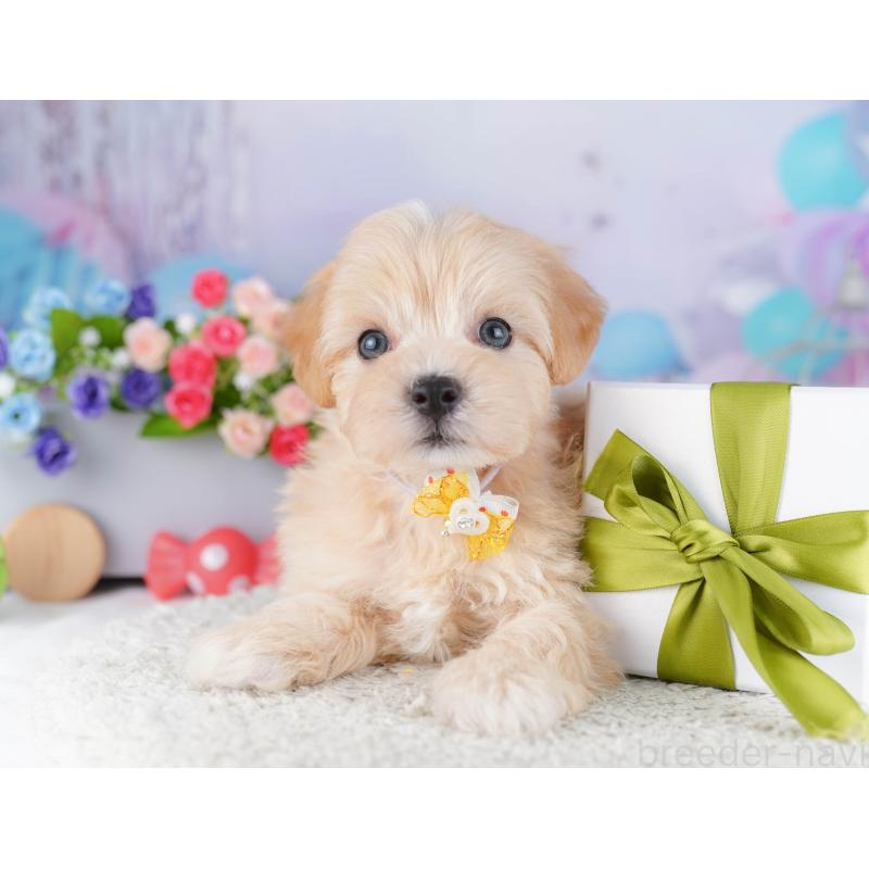 販売中の東京都のマルプー:マルチーズ×トイプードル-424925の7枚目