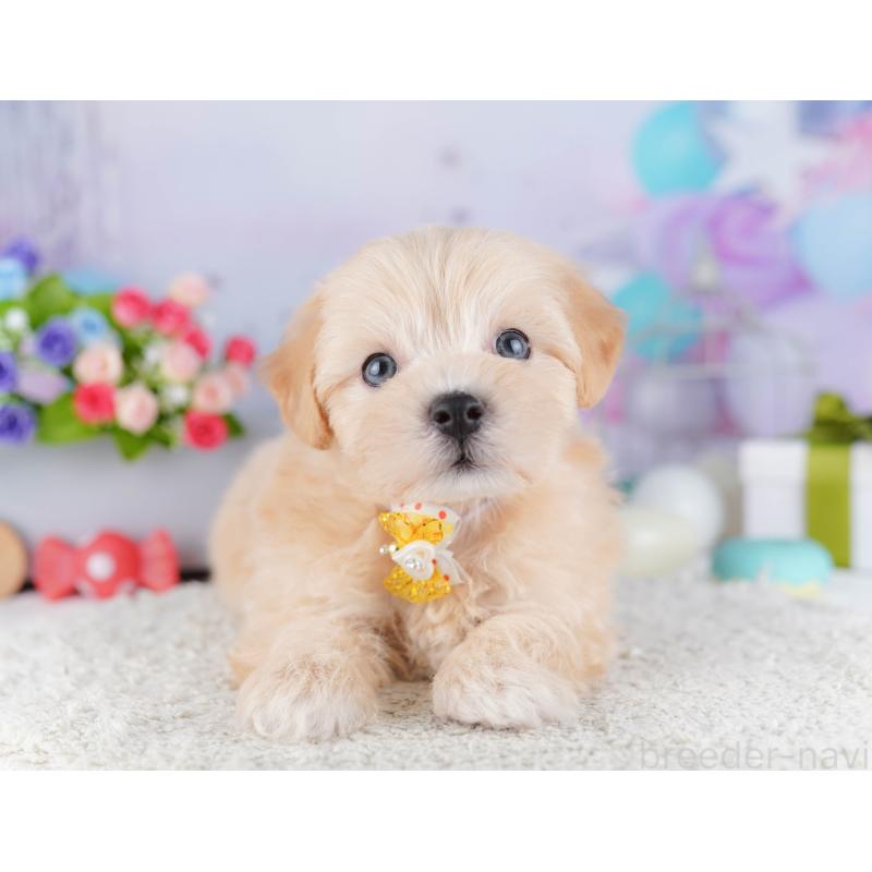 販売中の東京都のマルプー:マルチーズ×トイプードル-424925の6枚目