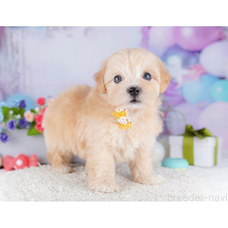 販売中の東京都のマルプー:マルチーズ×トイプードル-424925の5枚目