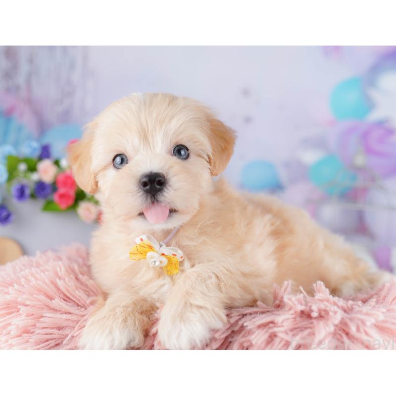 販売中の東京都のマルプー:マルチーズ×トイプードル-424925の4枚目