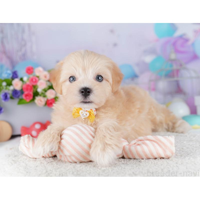 販売中の東京都のマルプー:マルチーズ×トイプードル-424925の3枚目