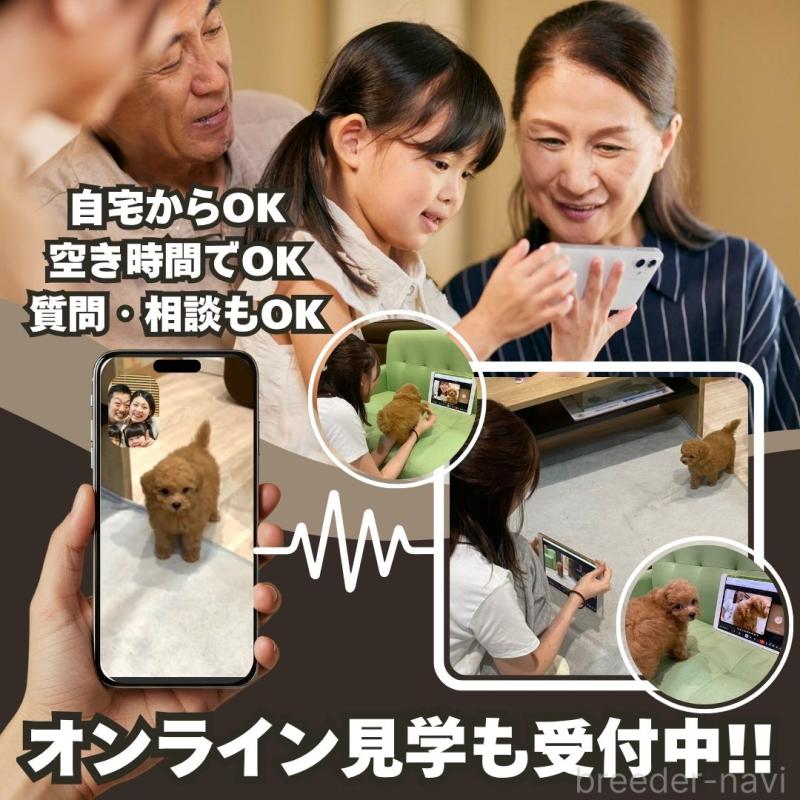 販売中の東京都のマルプー:マルチーズ×トイプードル-424924の18枚目