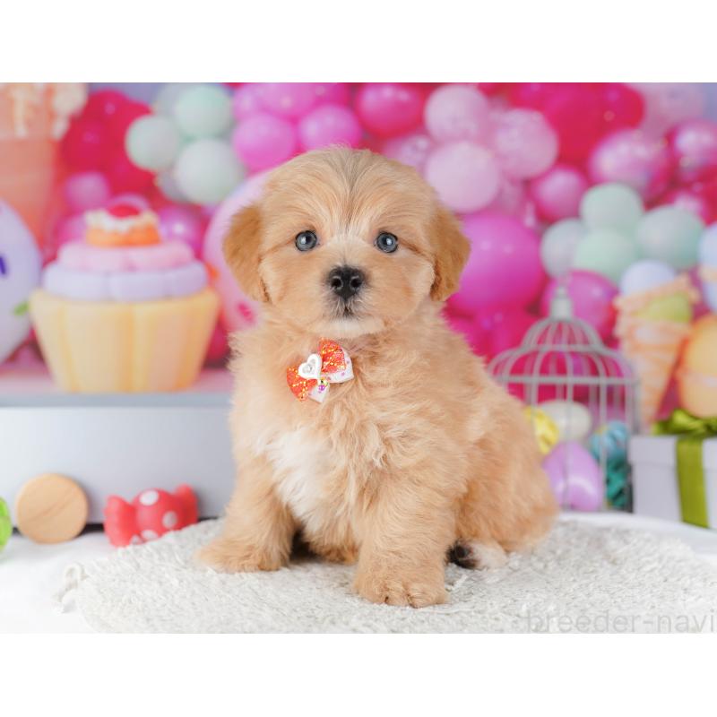 販売中の東京都のマルプー:マルチーズ×トイプードル-424924の9枚目