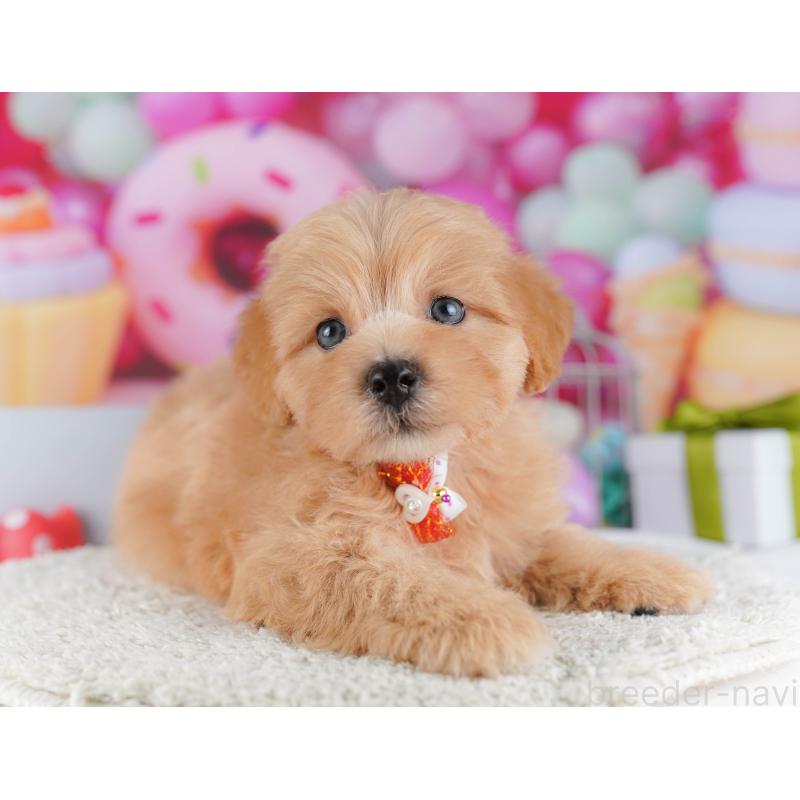 販売中の東京都のマルプー:マルチーズ×トイプードル-424924の8枚目