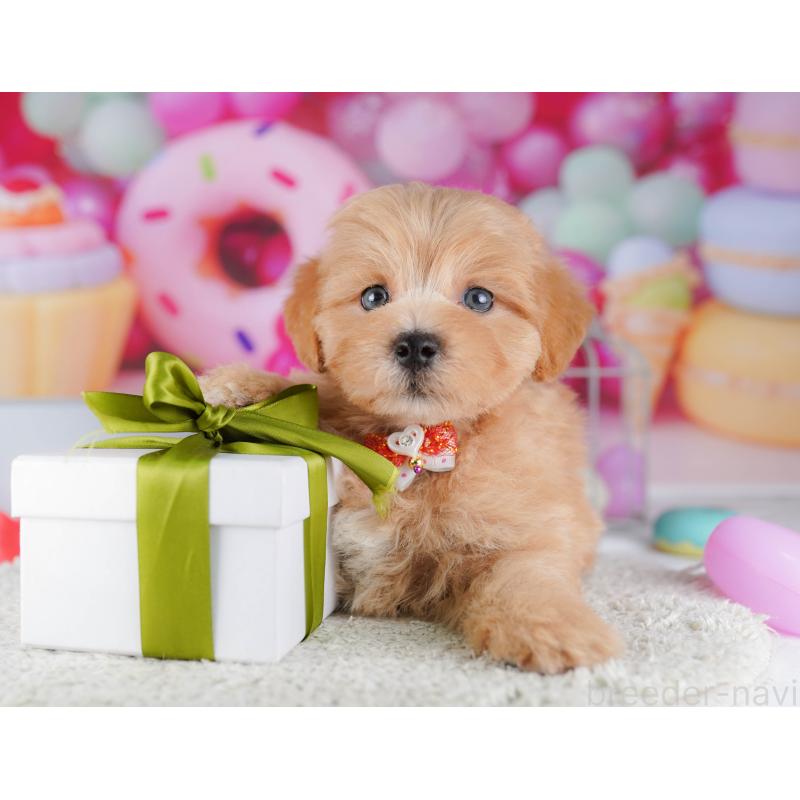 販売中の東京都のマルプー:マルチーズ×トイプードル-424924の7枚目