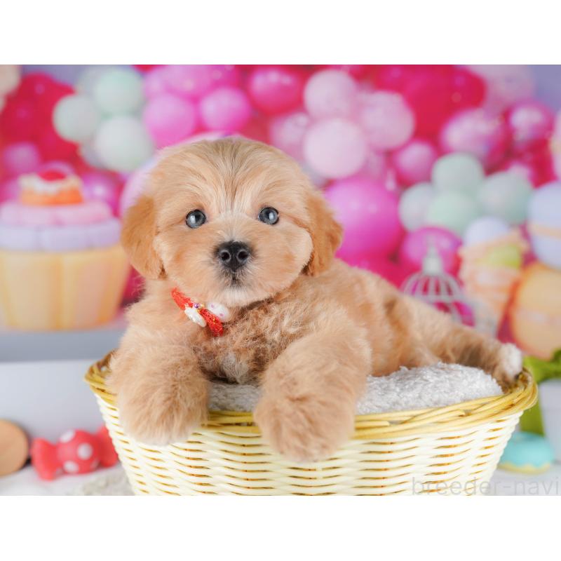 販売中の東京都のマルプー:マルチーズ×トイプードル-424924の6枚目